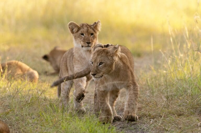 Tanzania Nomads wildlife little lions