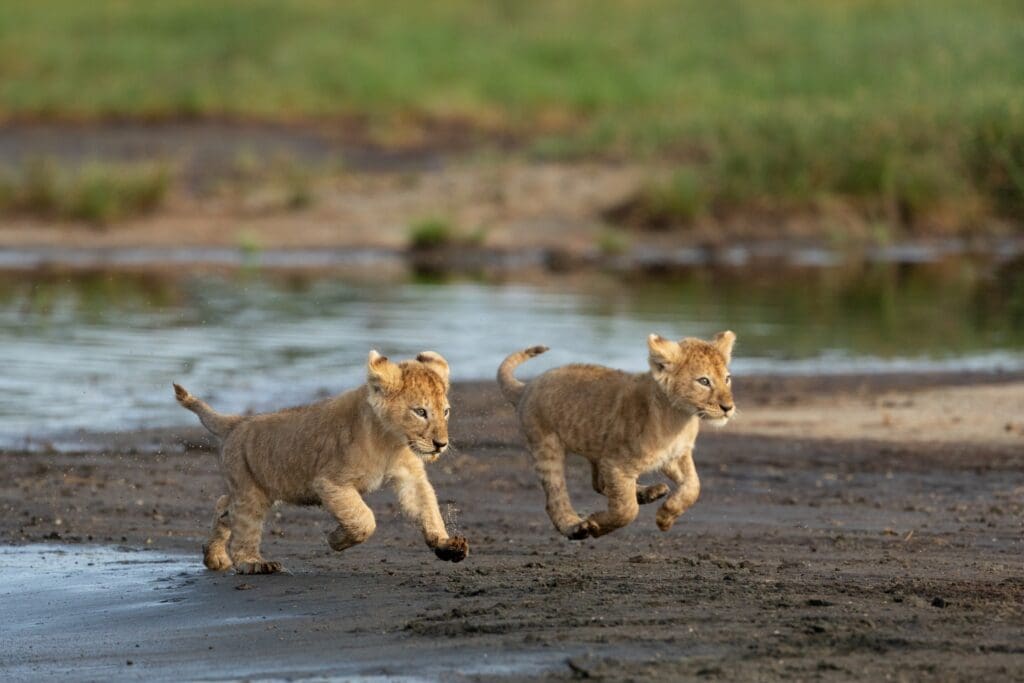 two lion cubs running along a muddy riverbank in Tanzania